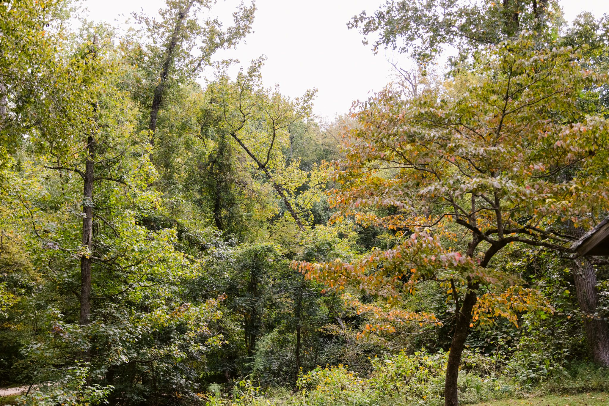 A panoramic view of lush green trees and foliage in a dense forest during early autumn.