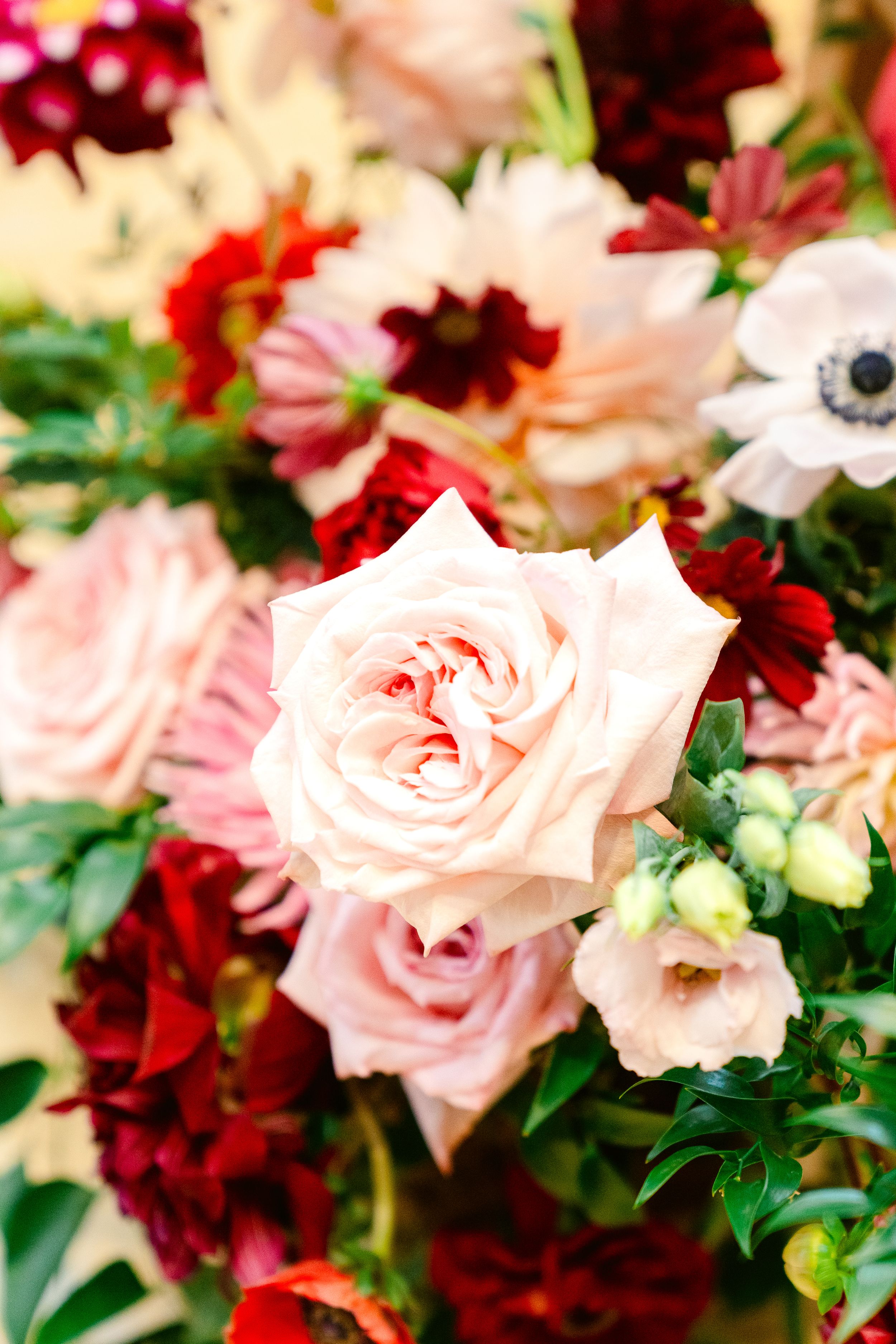 Close-up of a blush pink garden rose surrounded by deep red and white flowers in a lush arrangement.