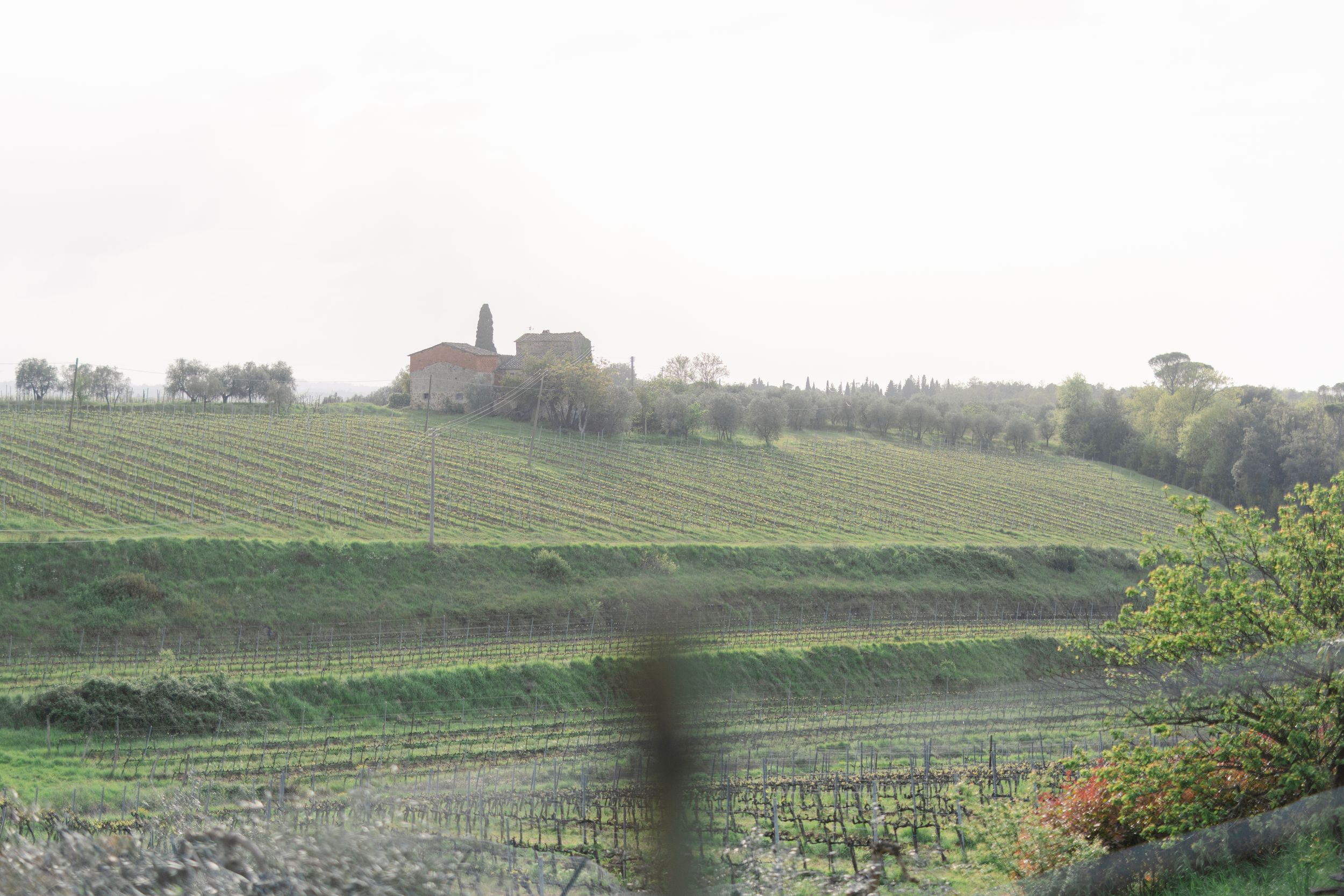 Terraced vineyard slopes stretching across green hills with distant buildings visible on the horizon.