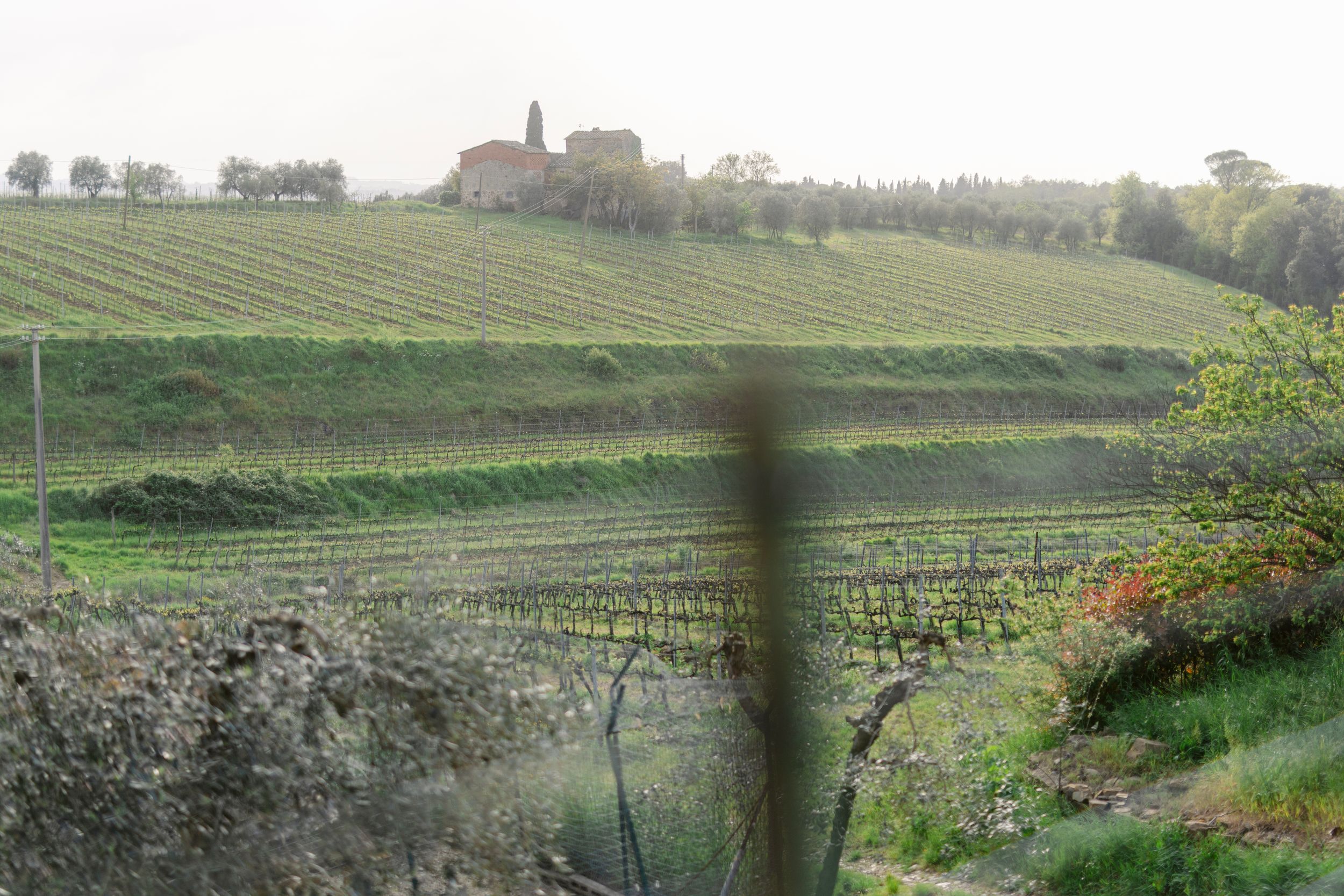 Rolling green vineyard hills stretch across the countryside with rows of grapevines and scattered trees in the distance.
