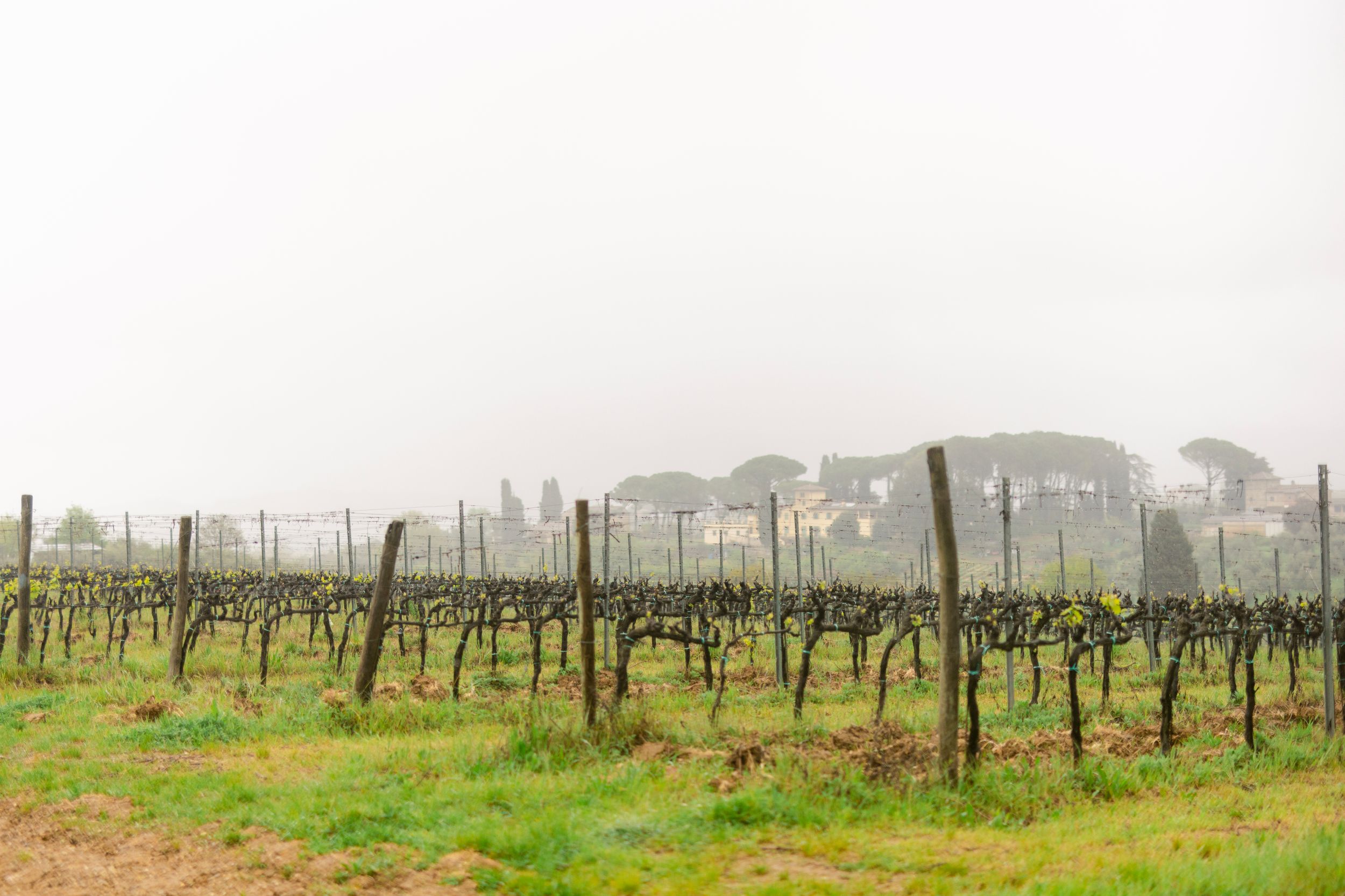 Rows of dormant grapevines stretch across a misty vineyard with green grass and distant trees on a foggy day.
