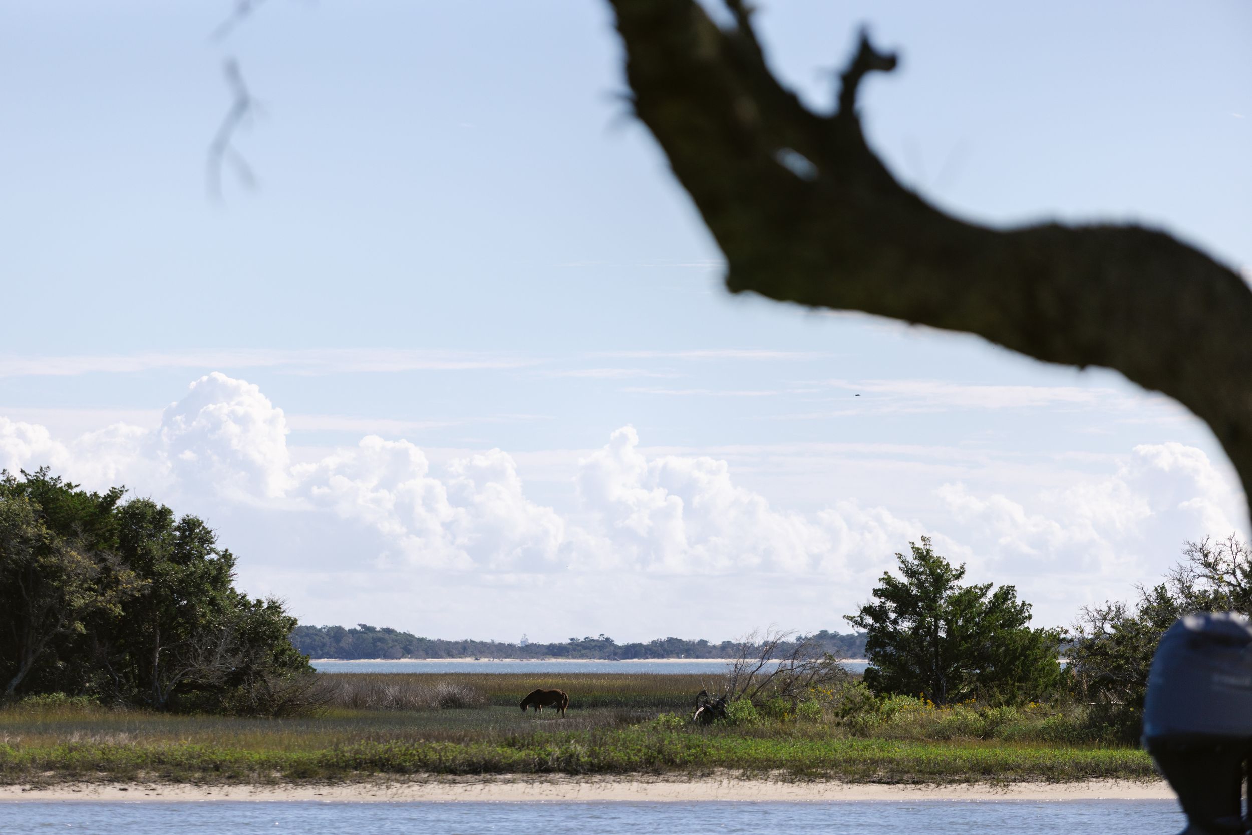 Scenic coastal landscape view with trees and water under puffy white clouds on a bright day.
